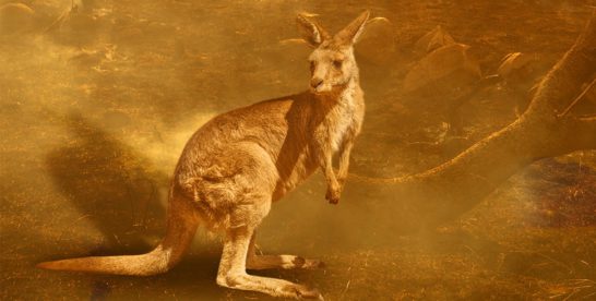 Koalas_Kangaroos_Australia